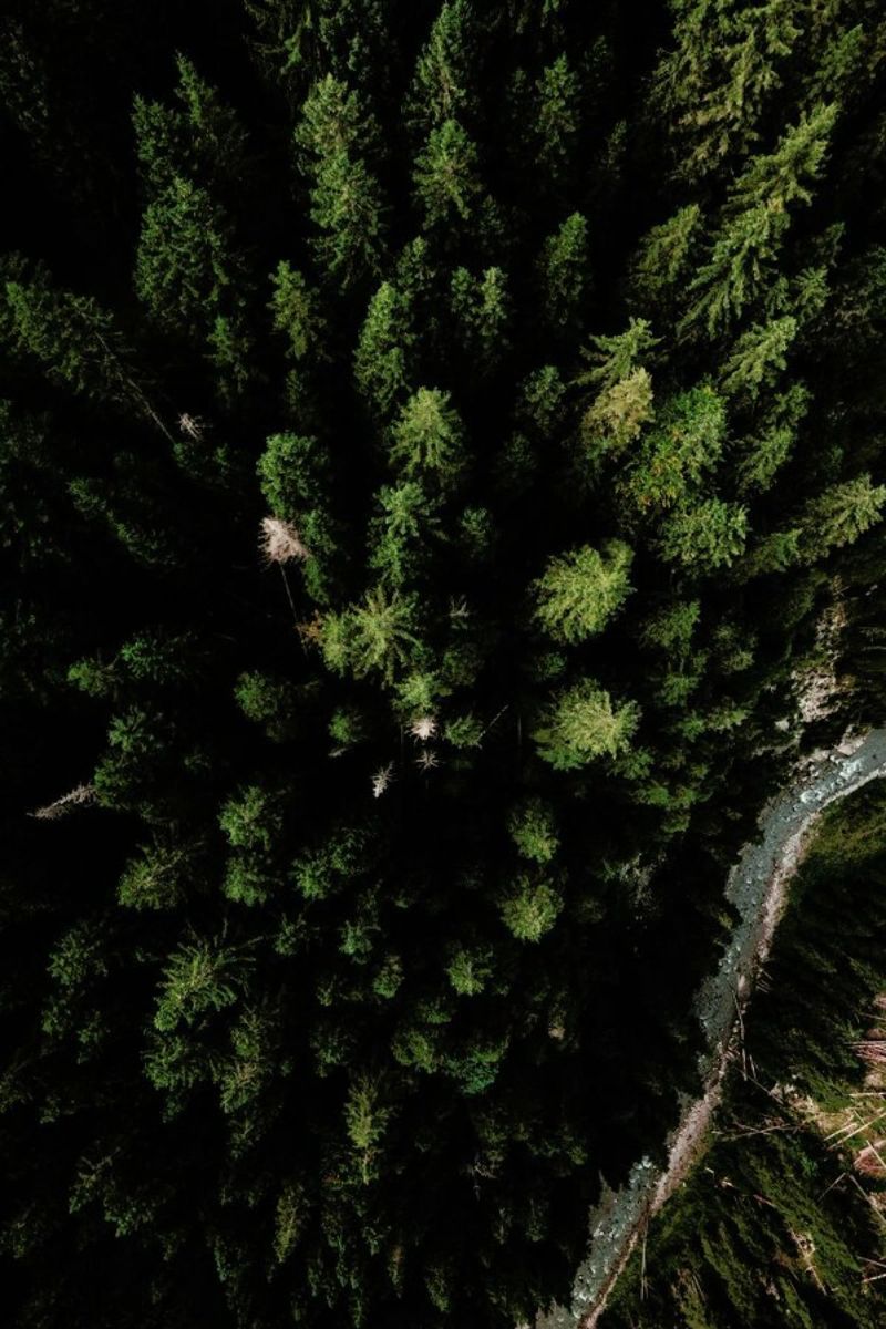 Trees And A Path poster da Sebastian Hilgetag
