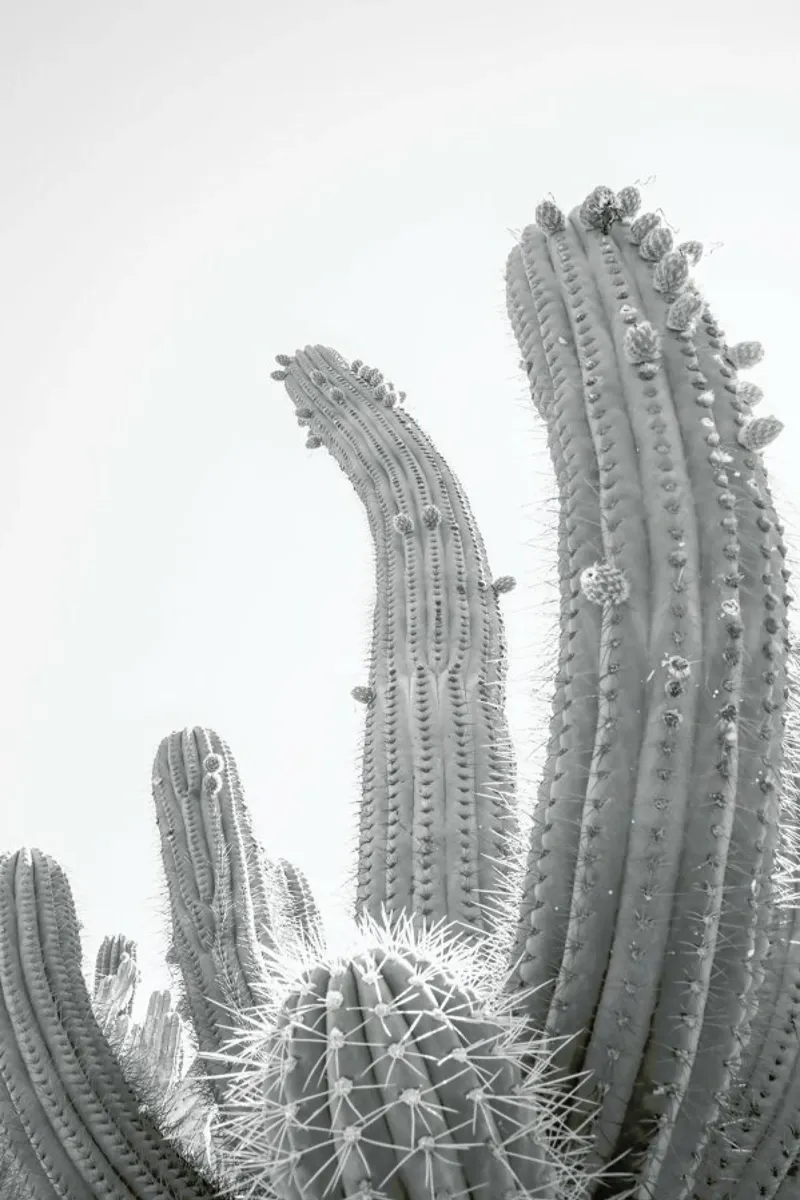 Cactus pellicola backlit da Shot By Clint