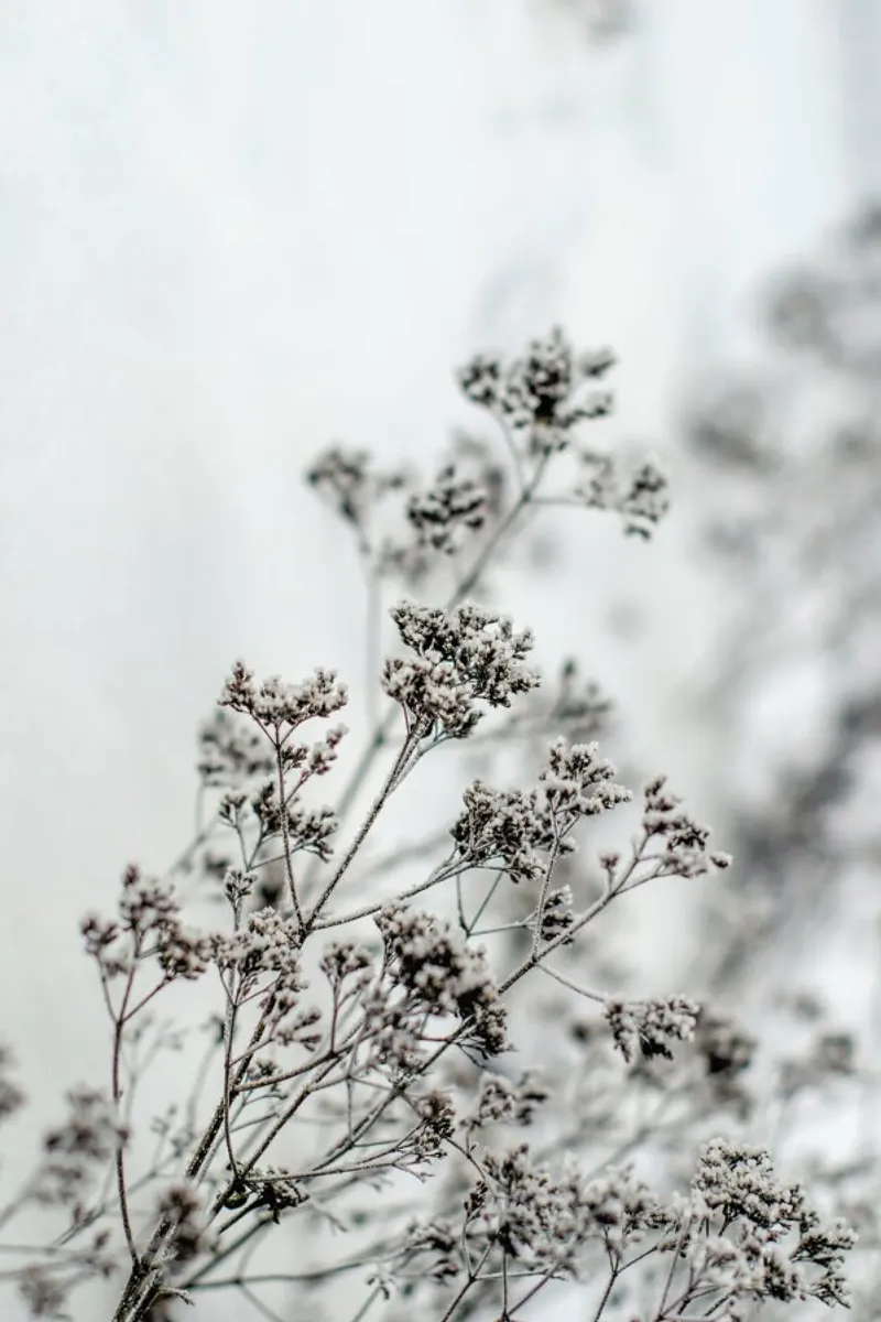 Frozen Thistle pellicola backlit da EyeEm Mobile GmbH