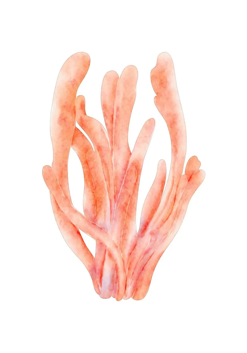 Acquerello di corallo arancione tenue - Ocean Reef Art pellicola backlit da ClubArt