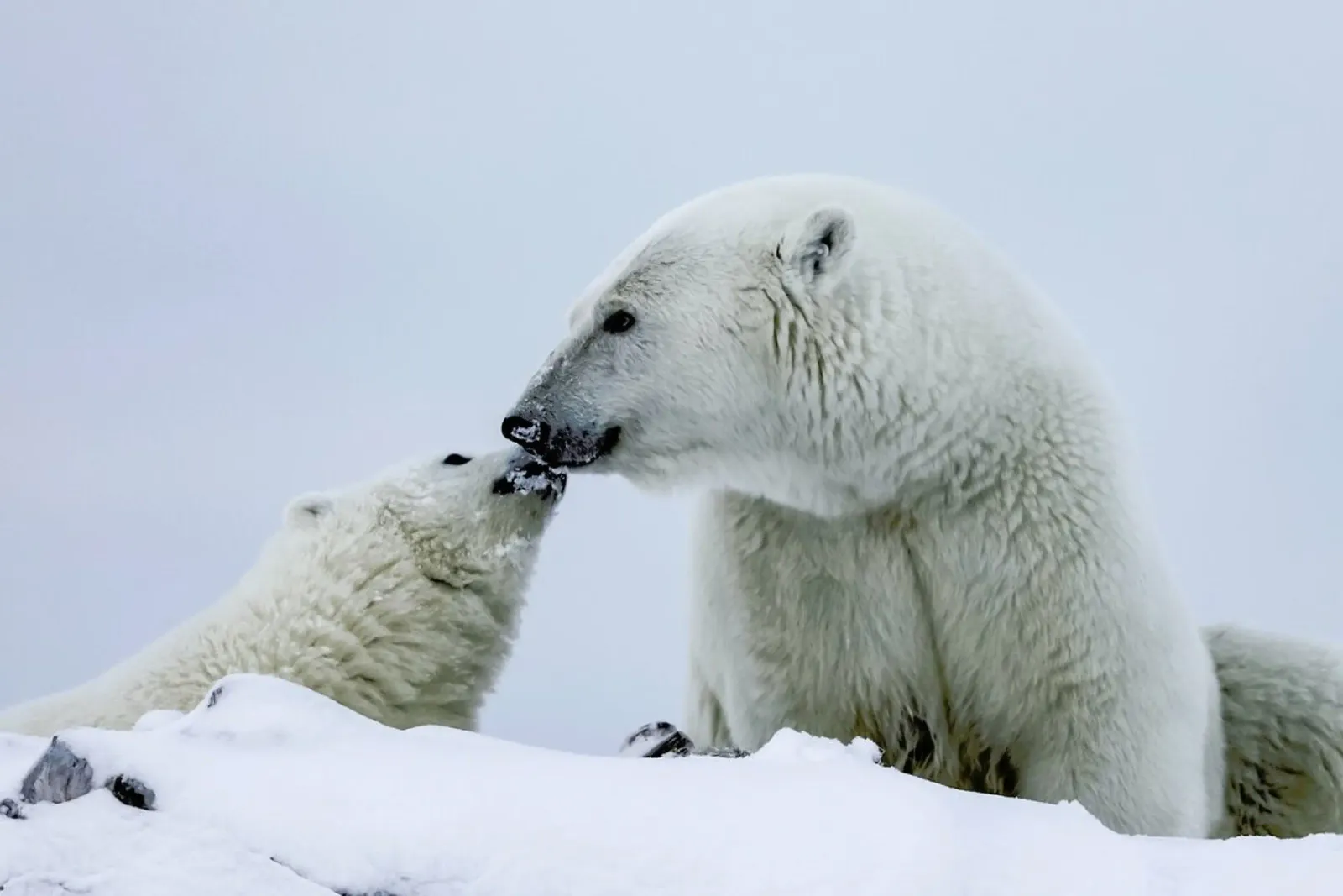 Bear with Young Cub pellicola backlit da EyeEm Mobile GmbH