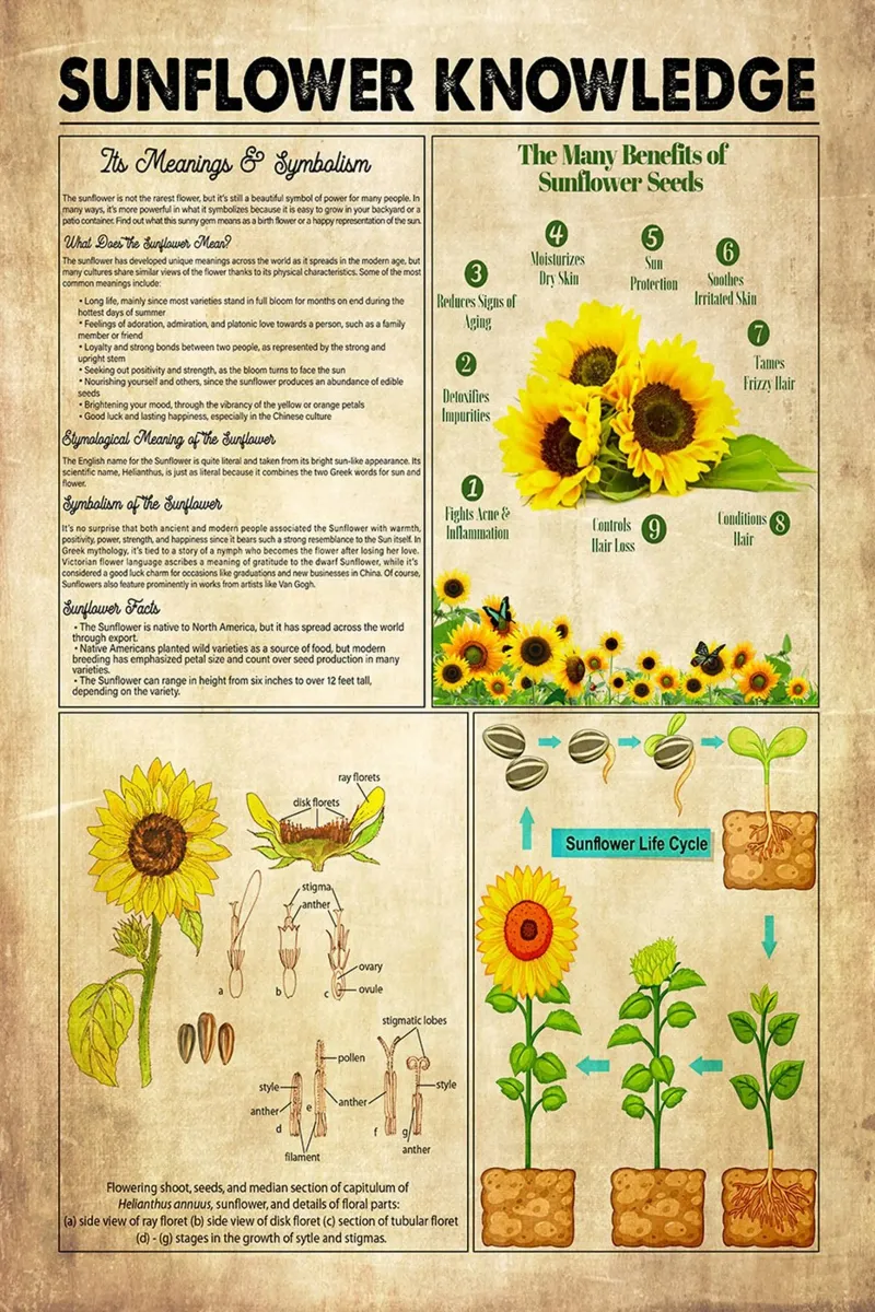 Sunflower Knowledge hahnemühle by Maritiknowled