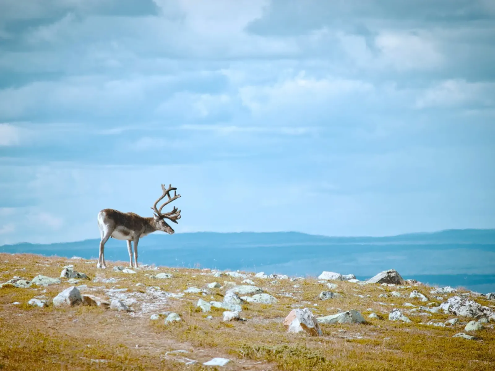 reindeer nature canvas met Baklijst van animal story home