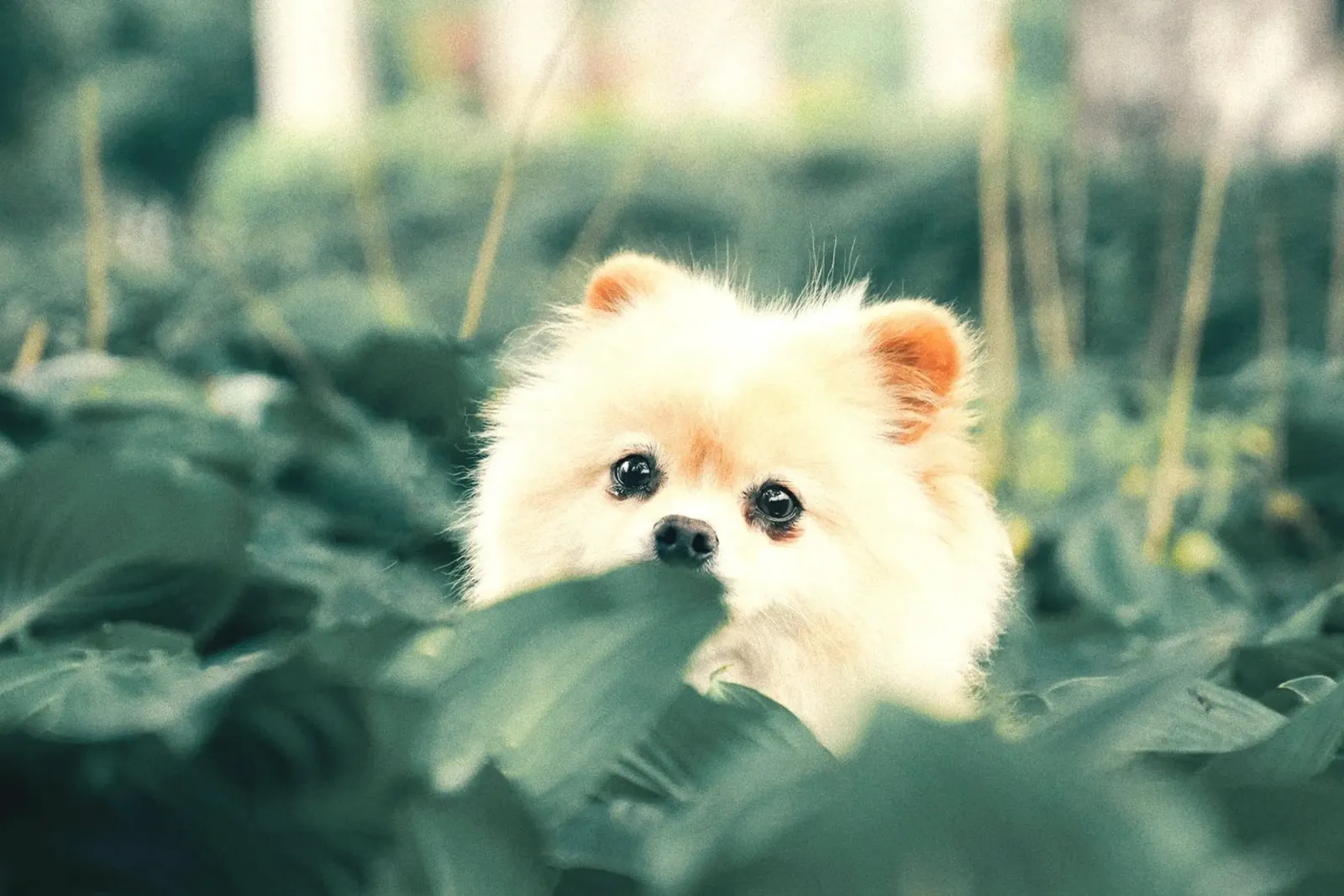 cane pomerania in giardino poster da animal story home
