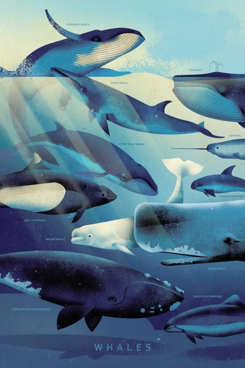 Whales pellicola backlit da Dieter Braun