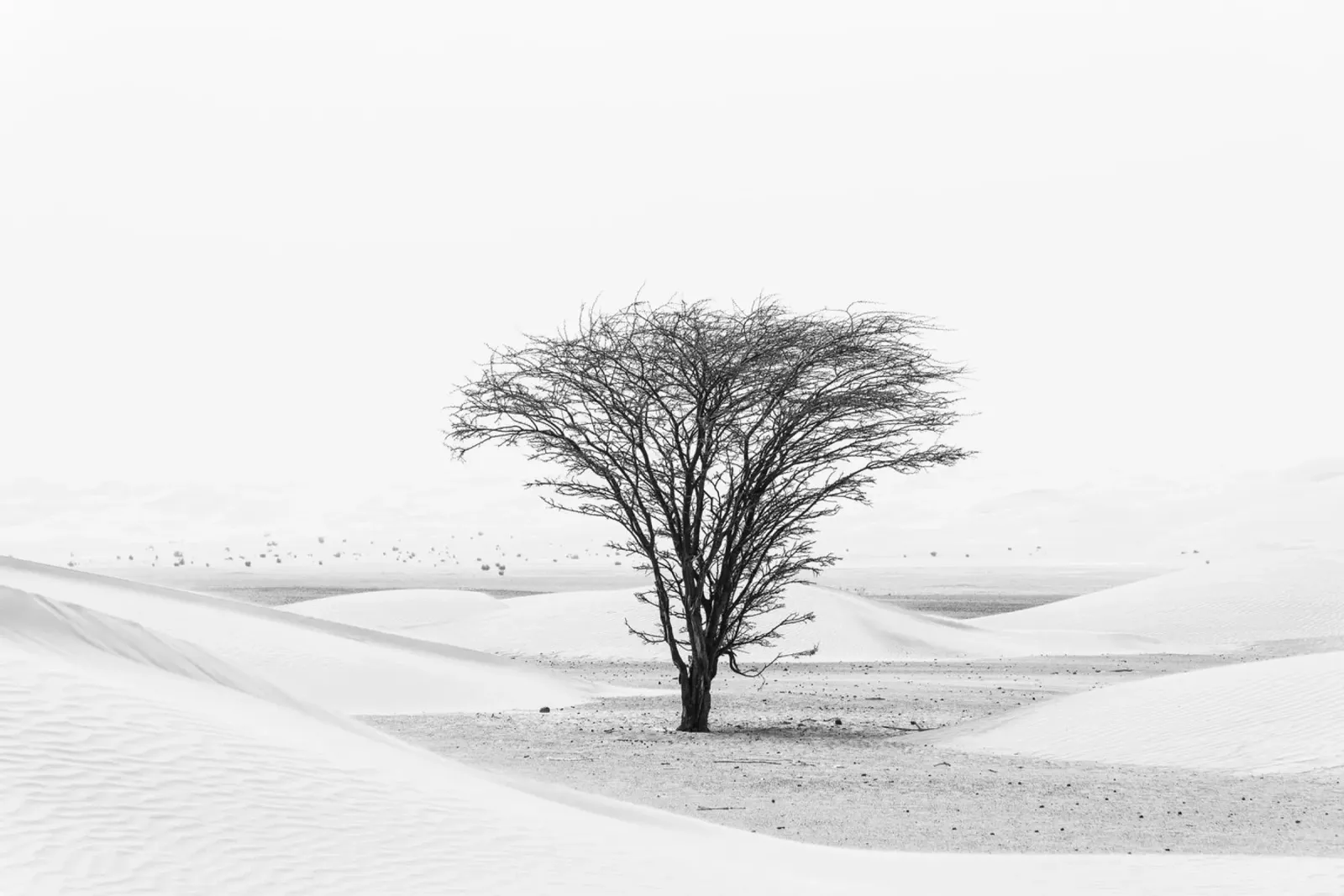 Lonely tree in the desert lámina retroiluminada de photolovers