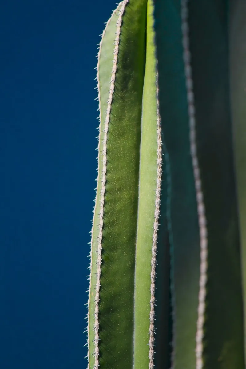 cactus natura pellicola backlit da Earthly Visions