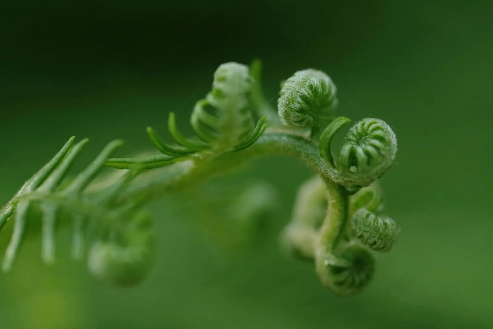 spirali di felce pellicola backlit da Earthly Visions