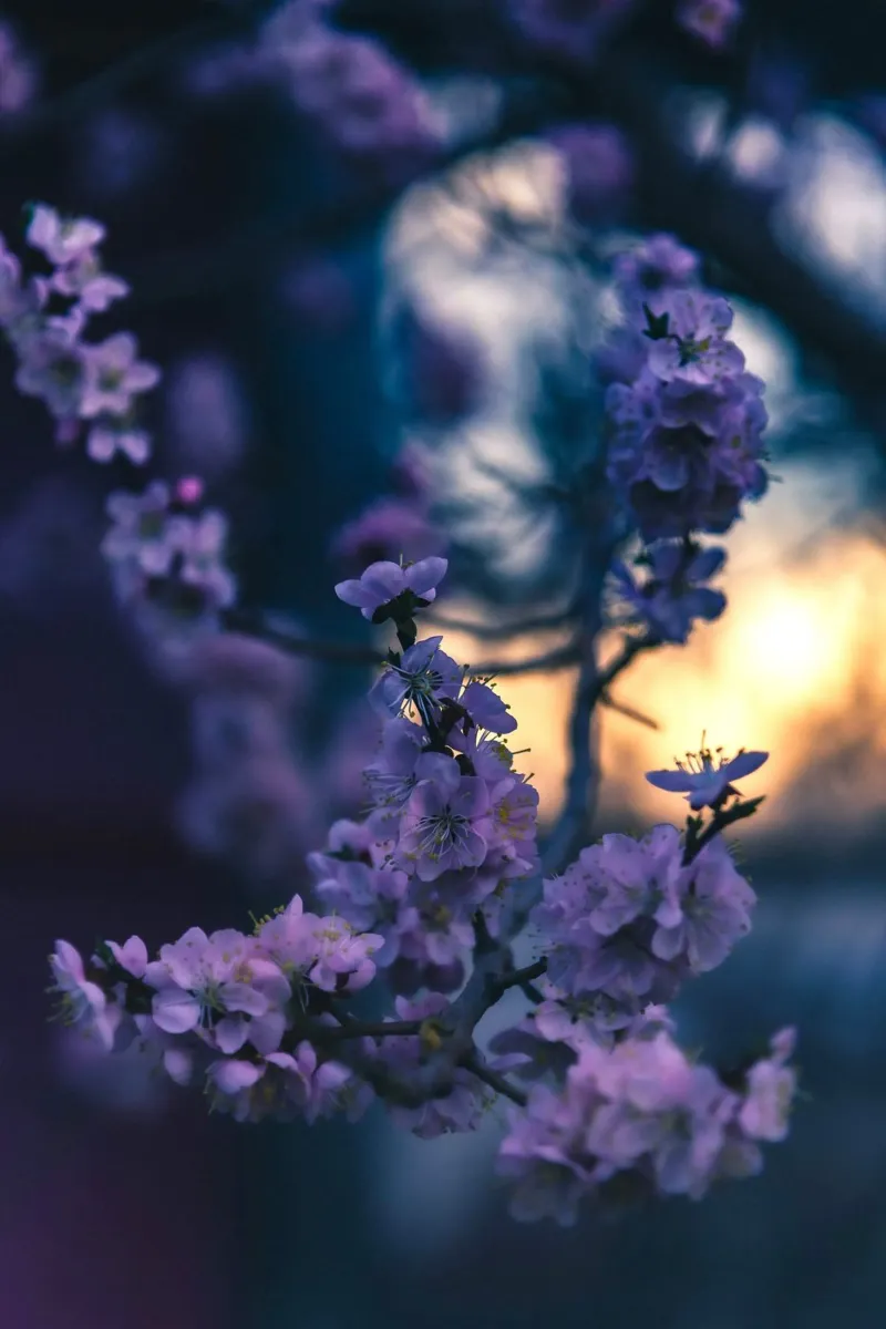 fiori di ciliegio pellicola backlit da Earthly Visions