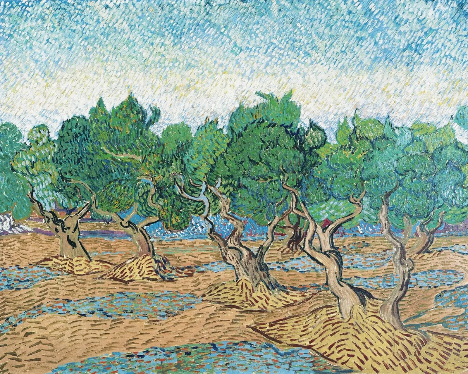 Vincent van Gogh's Olive Grove (1889 acrylic glass by Van Gogh Prints