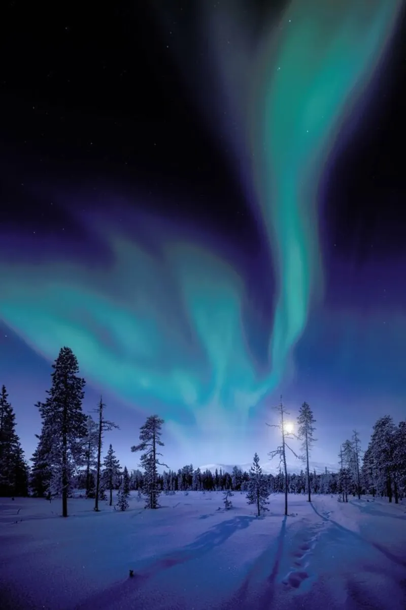 Aurora Borealis Above the Forest pellicola backlit da EyeEm Mobile GmbH
