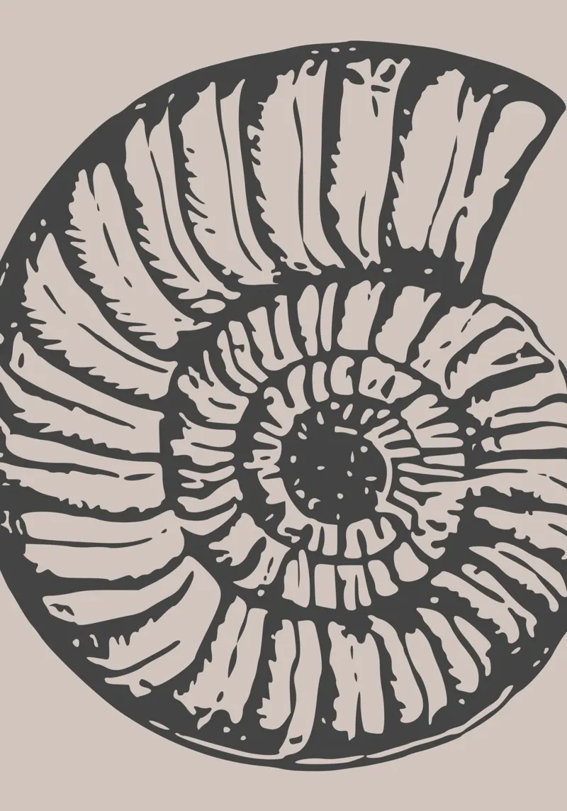 Ammonit Fossil Druck - Erdige Töne, Moderne Paläontologie Ar Hahnemühle von ClubArt