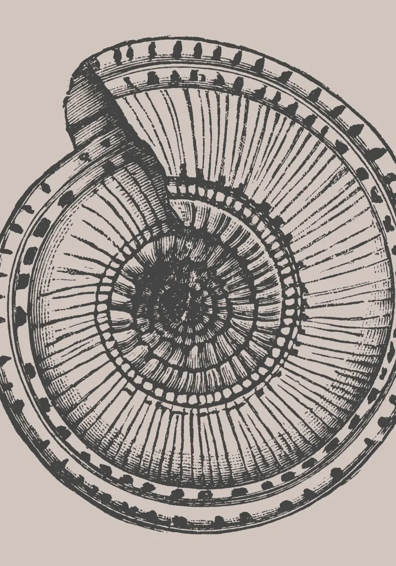 Stampa dettagliata di un fossile di ammonite - Toni terrosi, Ar... pellicola backlit da ClubArt