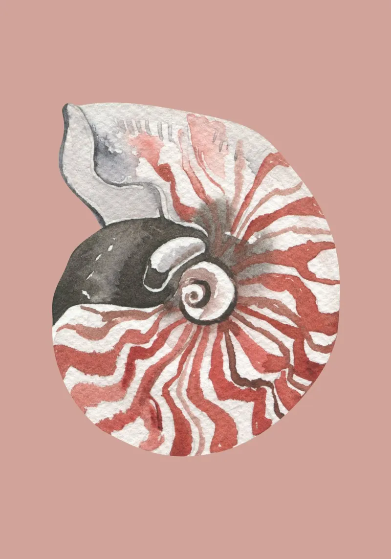 Nautilus Shell Acquerello - Terracotta e bianco, Arte costiera pellicola backlit da ClubArt