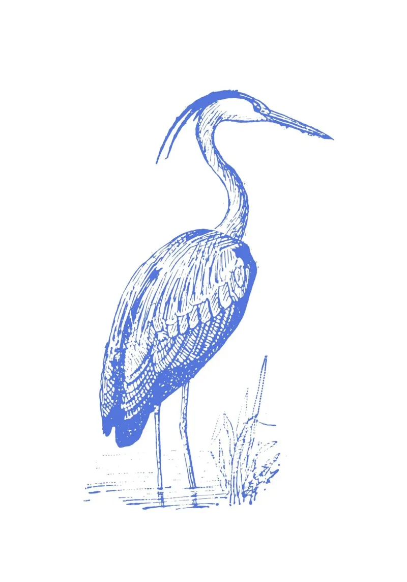 Blue Heron Bird Print - Kustnatuur, Vijverleven Kunst canvas met Baklijst van ClubArt
