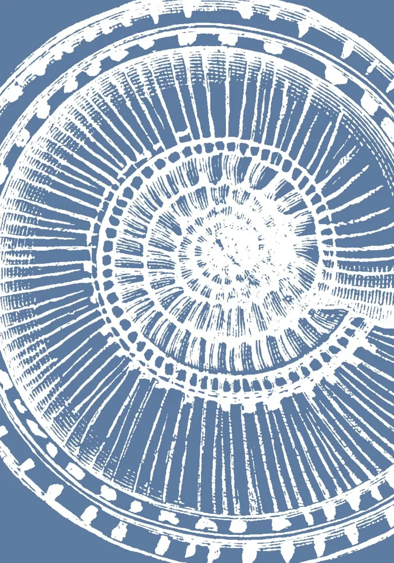 Detailed Seashell Print - Coastal Blue, Modern Marine Art hahnemühle by ClubArt