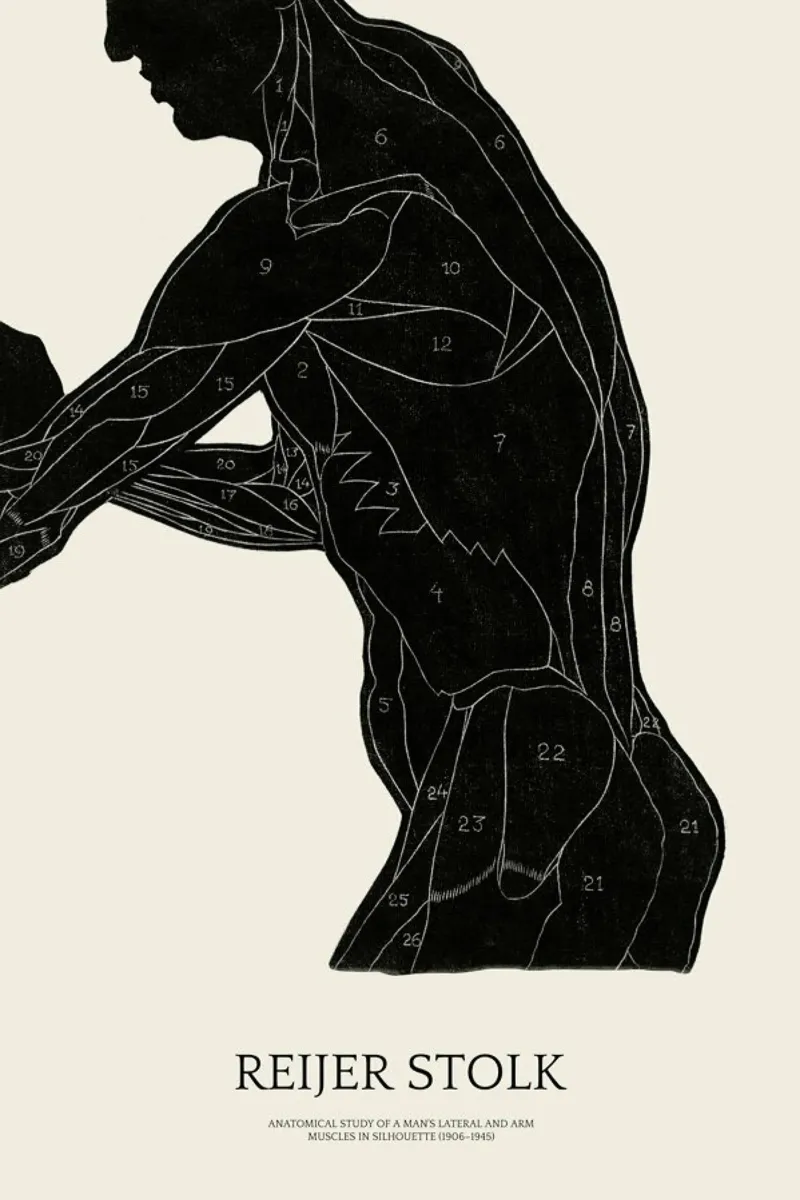 Stolk - Anatomical Study of a Man's Lateral and Arm Muscles pellicola backlit da Vintage by JUNIQE