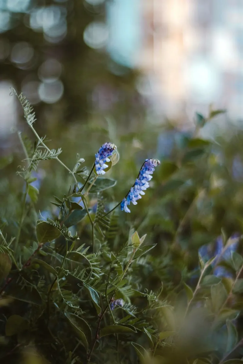 fiori blu foglie verdi poster con telaio in alluminio da Earthly Visions