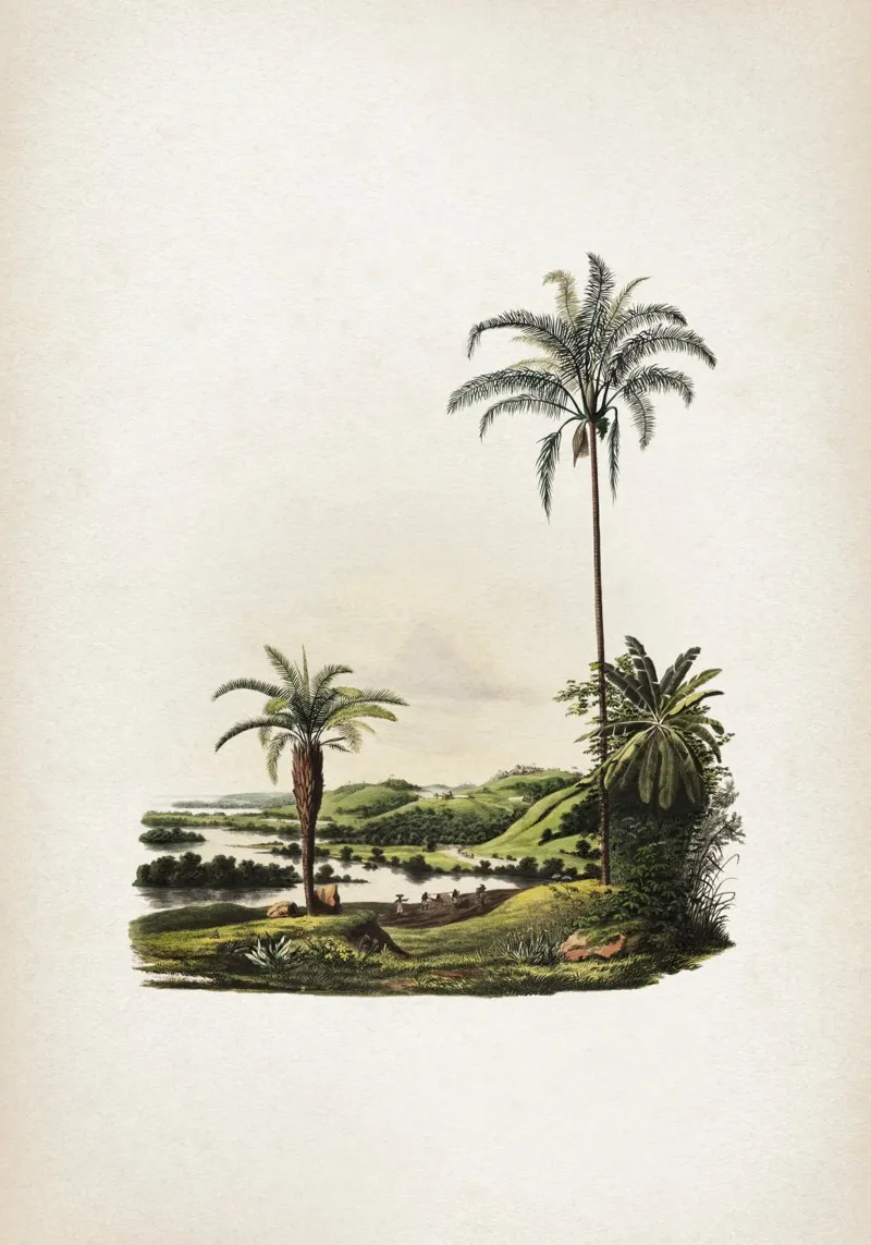Vintage Martius 2 Cocos Botryophora pellicola backlit da Vintage Print Collection