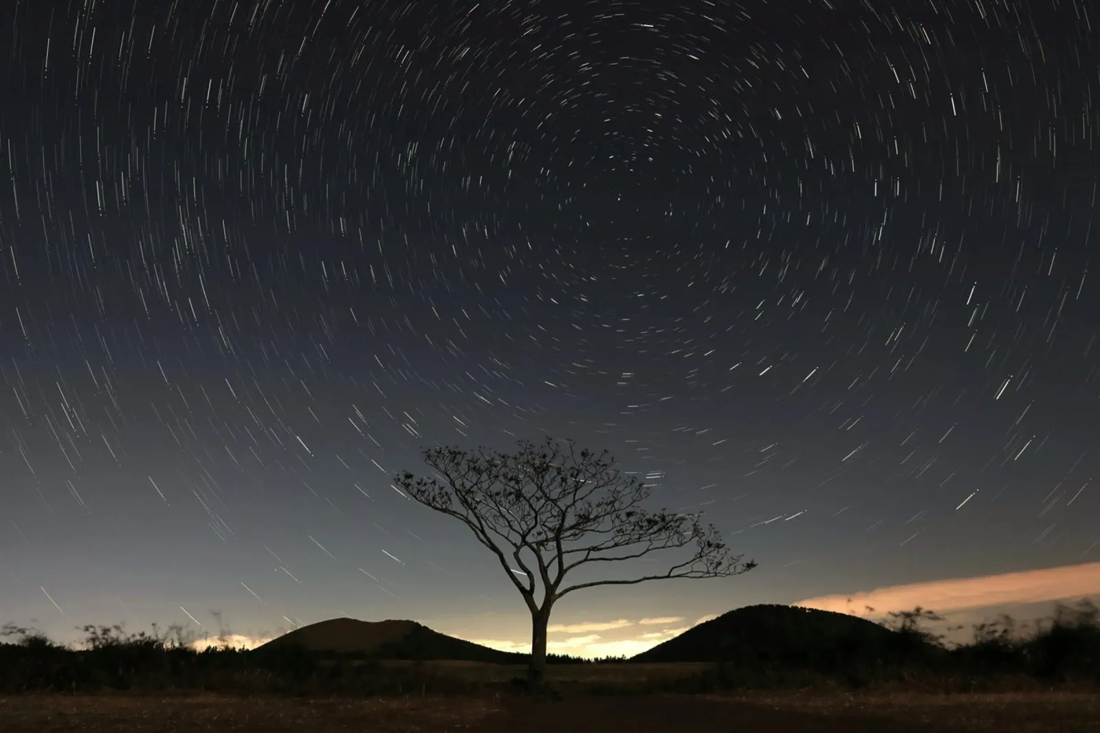 silhouette albero in timelapse tela da space words