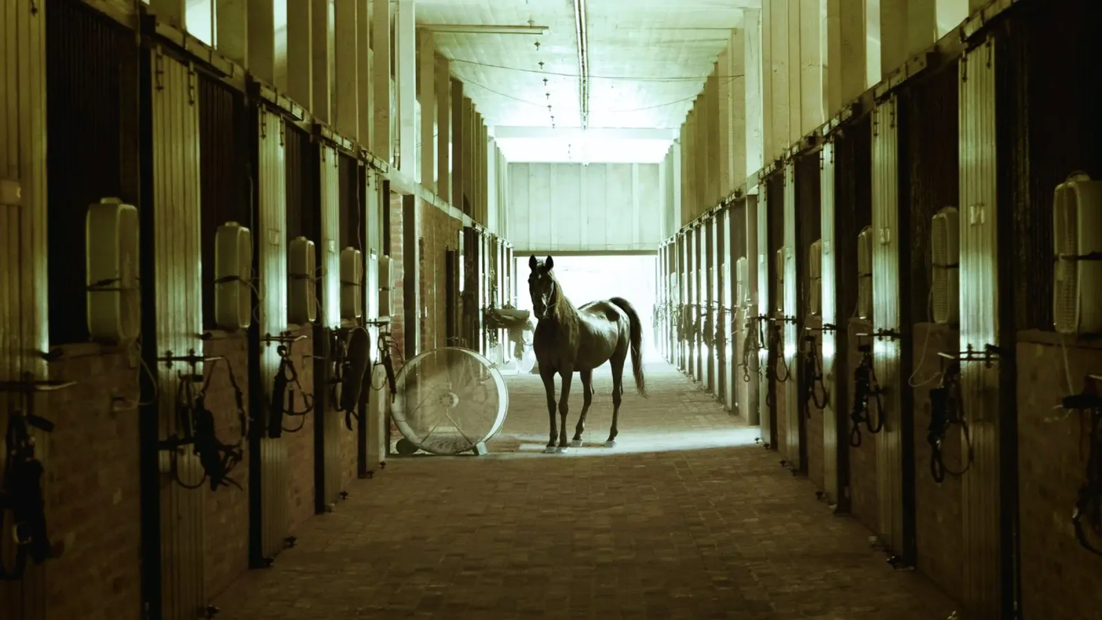 horse in stable canvas with Floater frame by Horsire