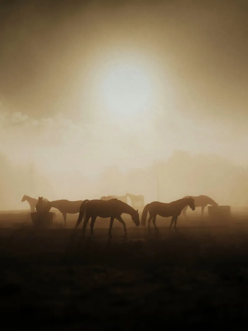 horses in the sunset hahnemühle by Horsire