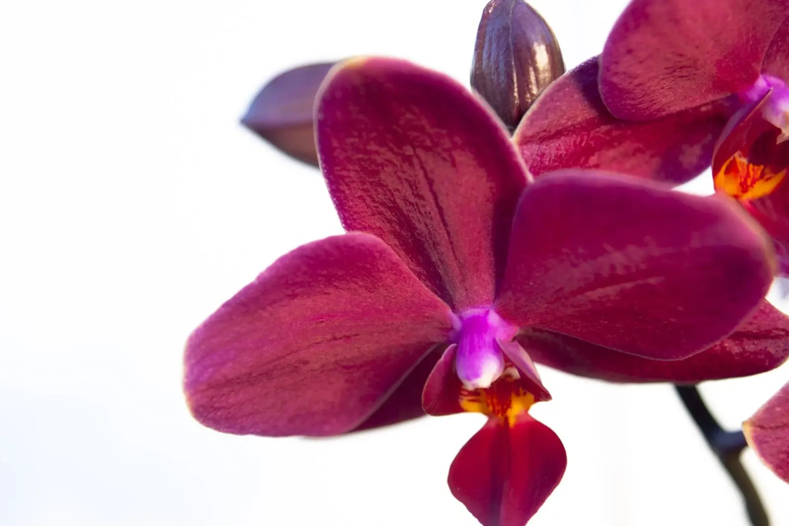 Orchidea di velluto carta hahnemühle da Bold Blooms