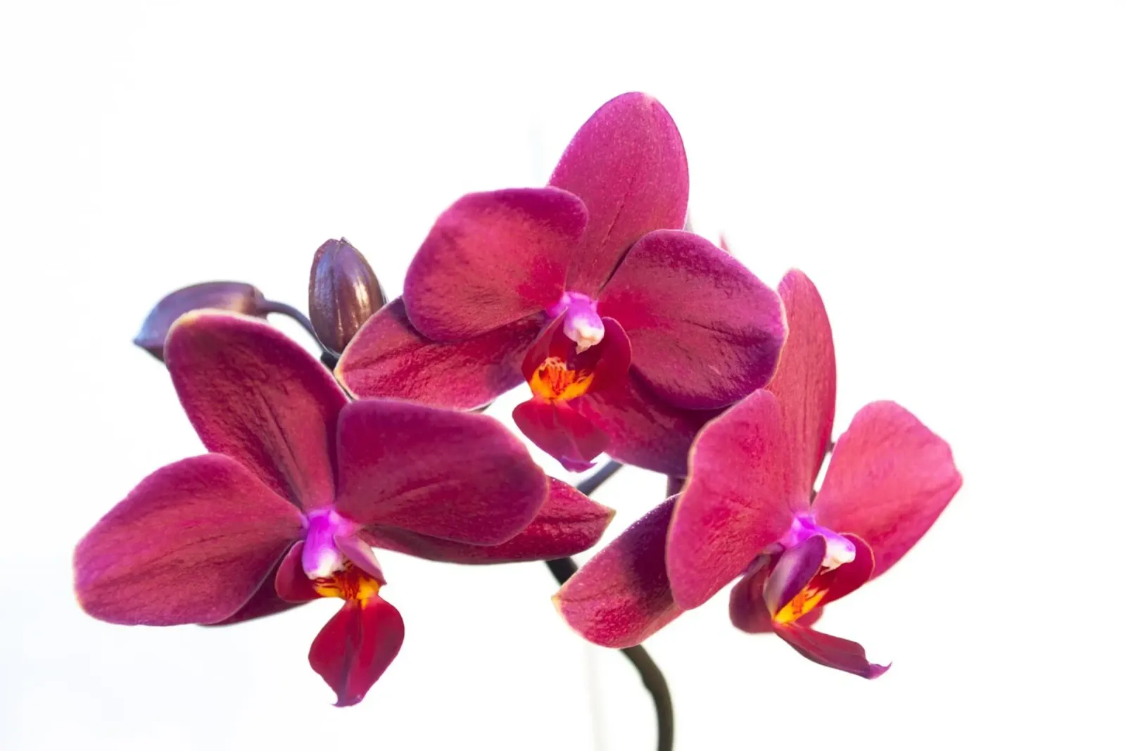 Orchidea di velluto carta hahnemühle da Bold Blooms
