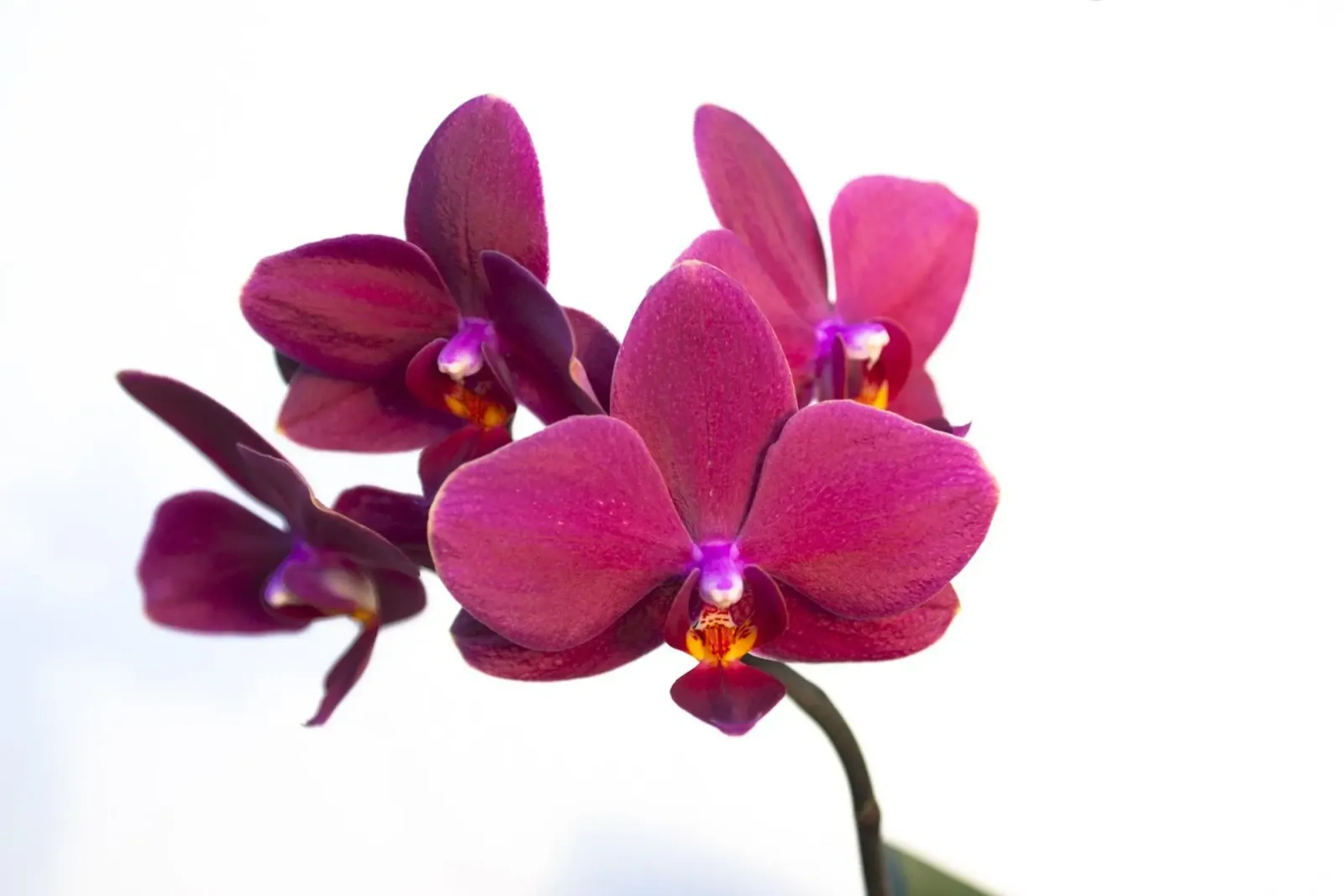 Orchidea di velluto carta hahnemühle da Bold Blooms