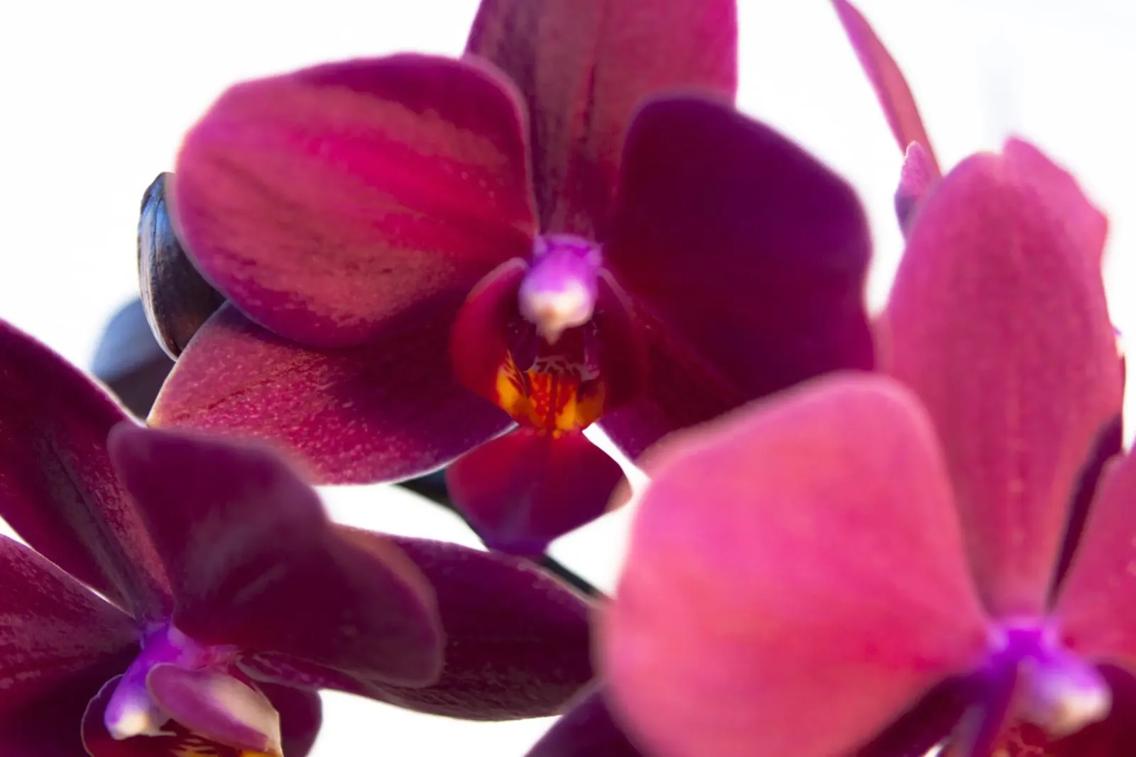Orchidea di velluto carta hahnemühle da Bold Blooms