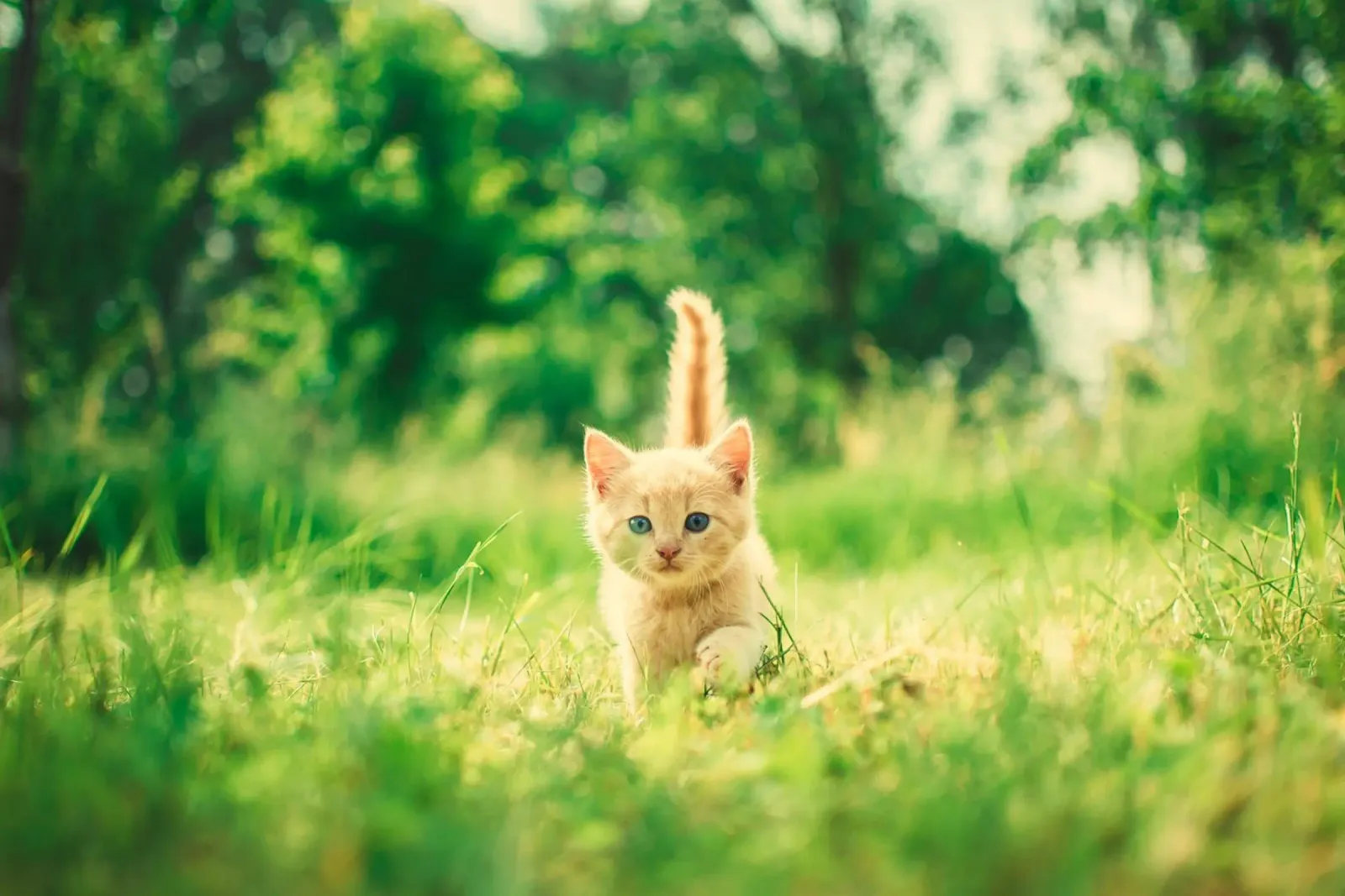 gattino baffuto poster da animal story home