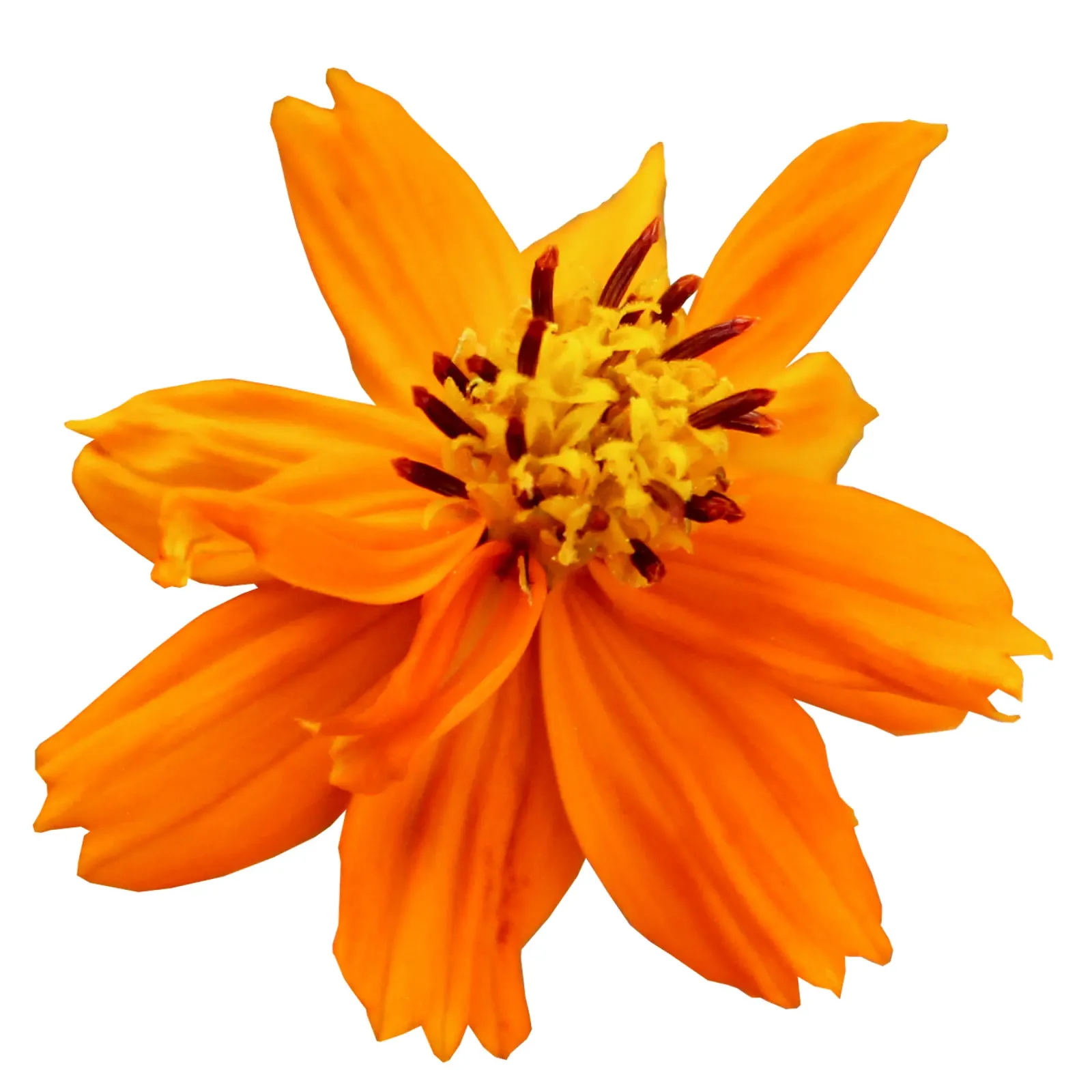 Fiore macro plexiglass da Bold Blooms