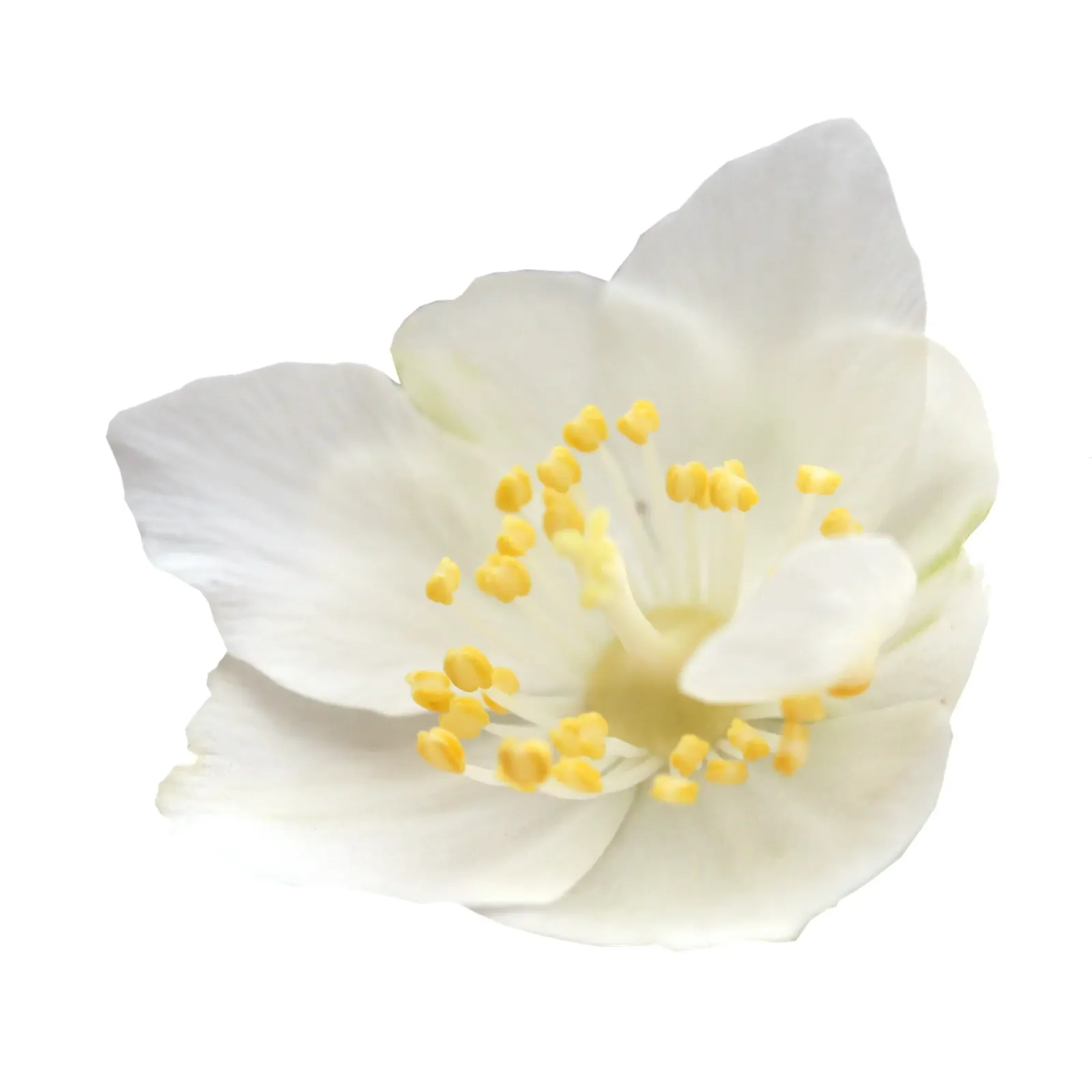 Fiore macro plexiglass da Bold Blooms