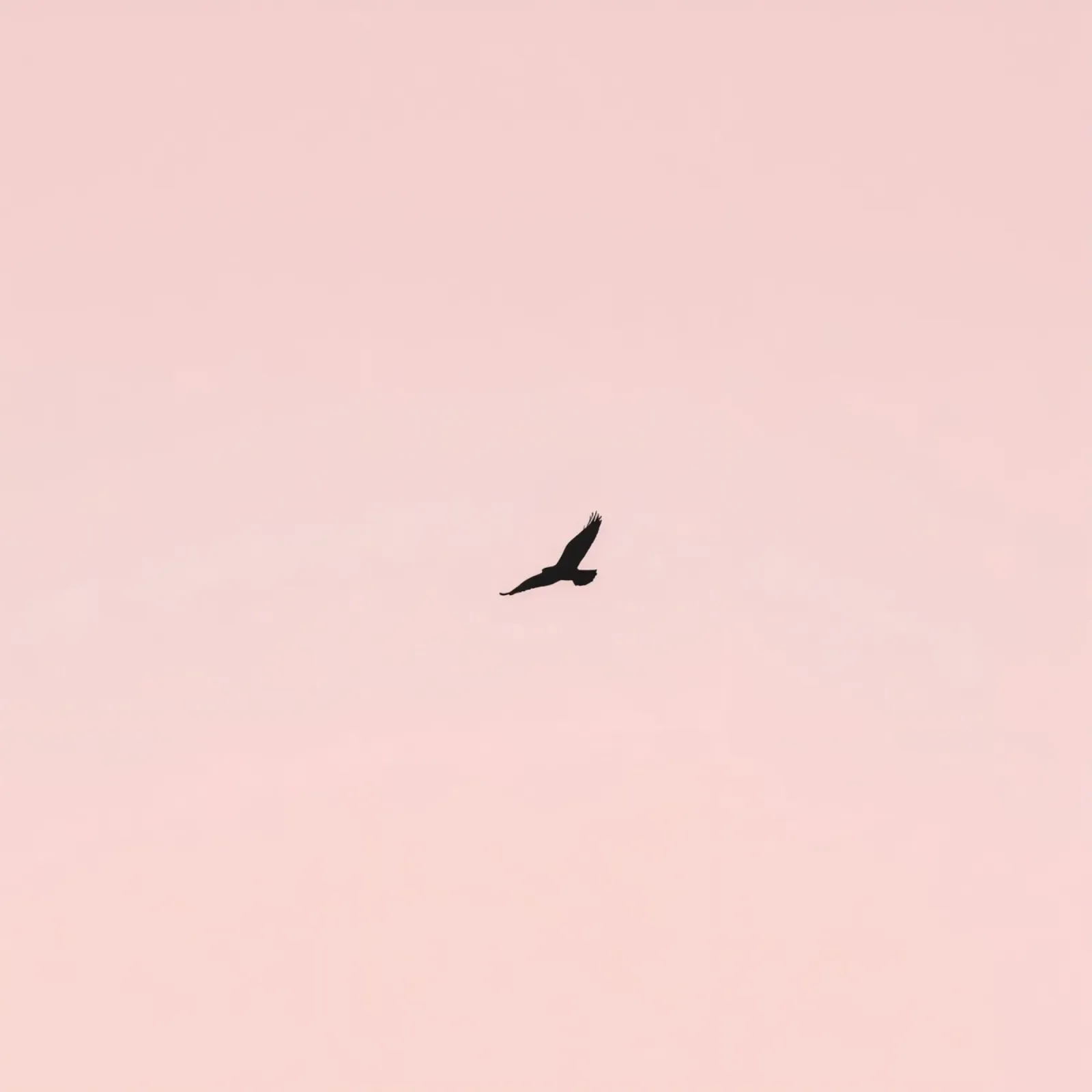 Aquila che vola in un cielo pastello al crepuscolo su una terra tranquilla pellicola backlit da DesignDoodle