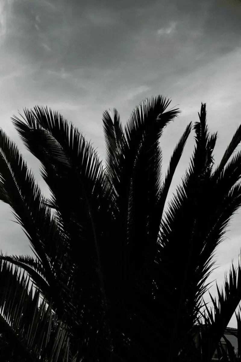 Soft Palms pellicola backlit da Sebastian Hilgetag