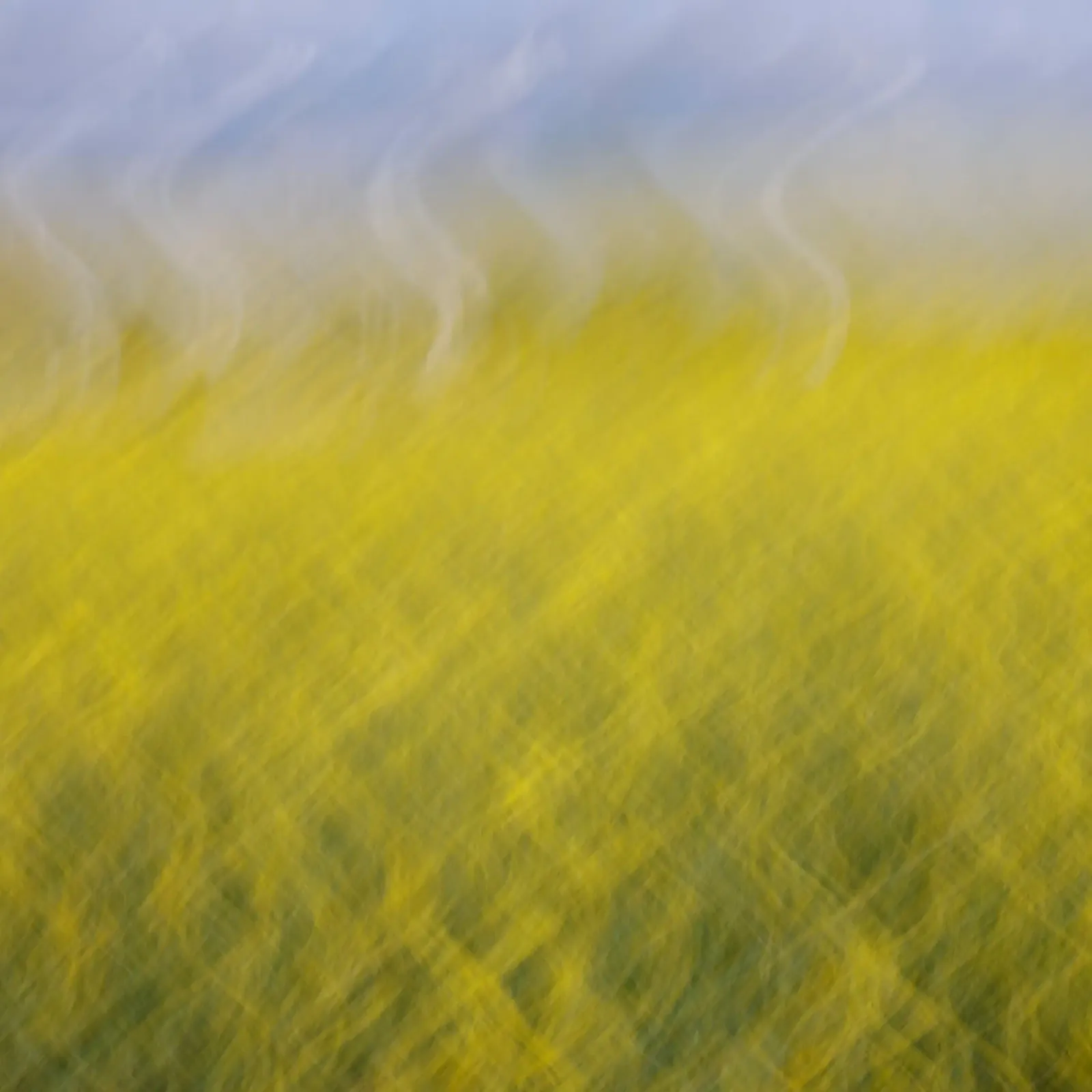 fields of gold | 87 alluminio dibond da steffi photographer