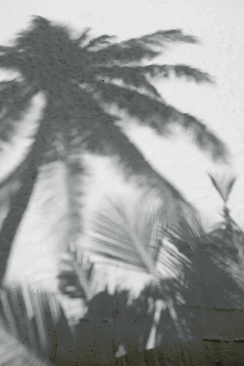 Palms On The Beach pellicola backlit da Studio Nahili