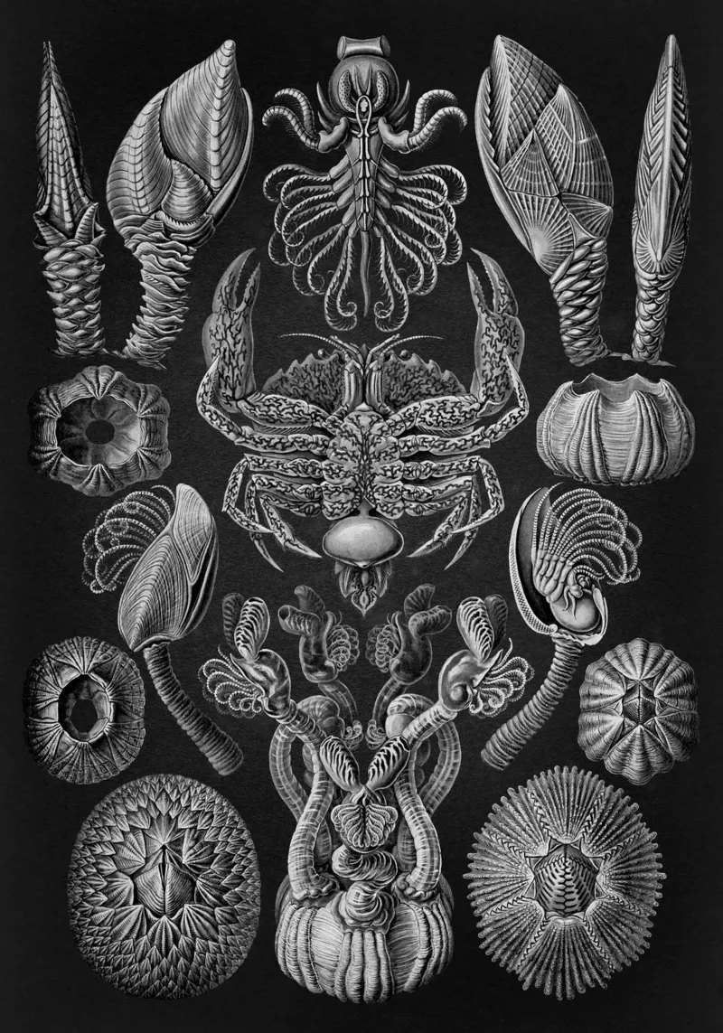 Vintage Haeckel 9 Tafel 57 Rankenkrebse poster con telaio in legno da Vintage Print Collection