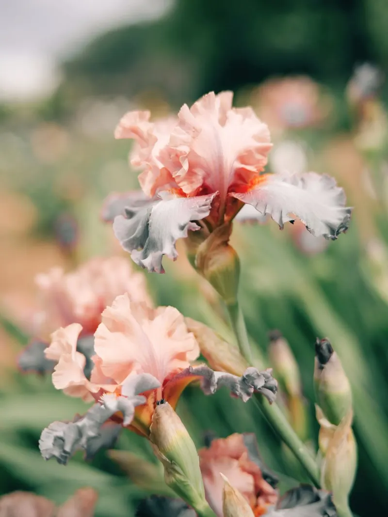 fiori di iris pellicola backlit da Earthly Visions