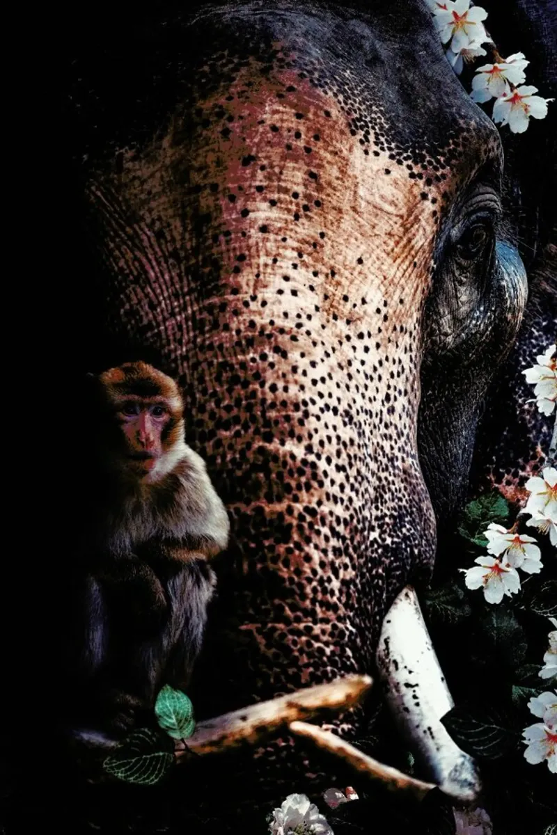 Elephant 3 pellicola backlit da Wouter Rikken