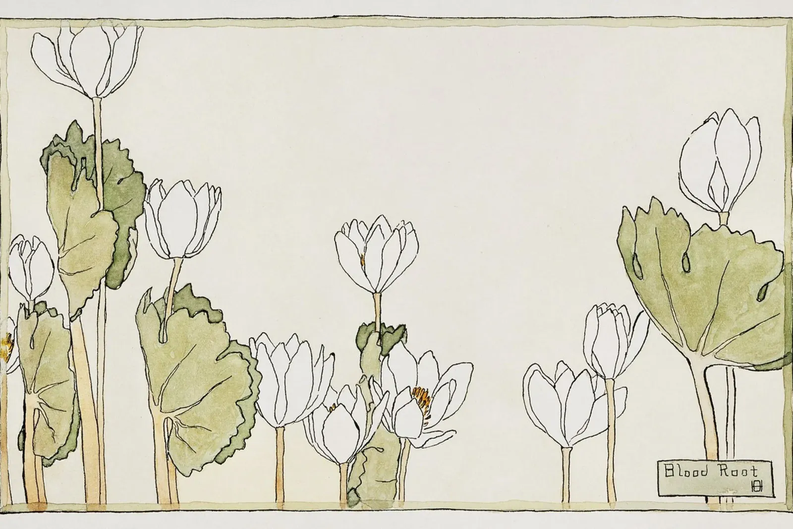 Hannah Overbeck: Radice di sangue - Botanica di arti e mestieri (1915) poster da ClubArt