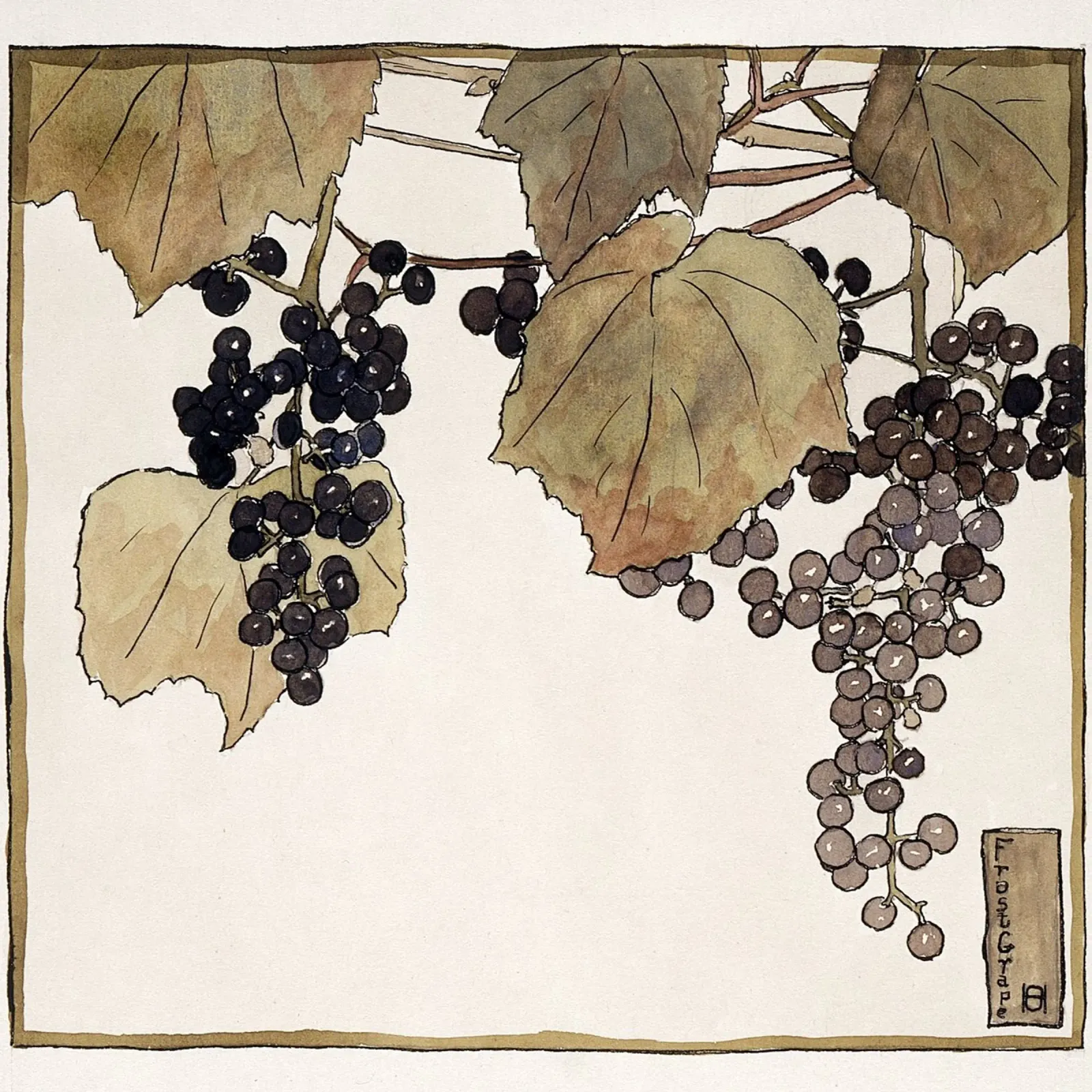 Hannah Overbeck: Uva gelata - Botanica Arts & Crafts (1915) plexiglass da ClubArt