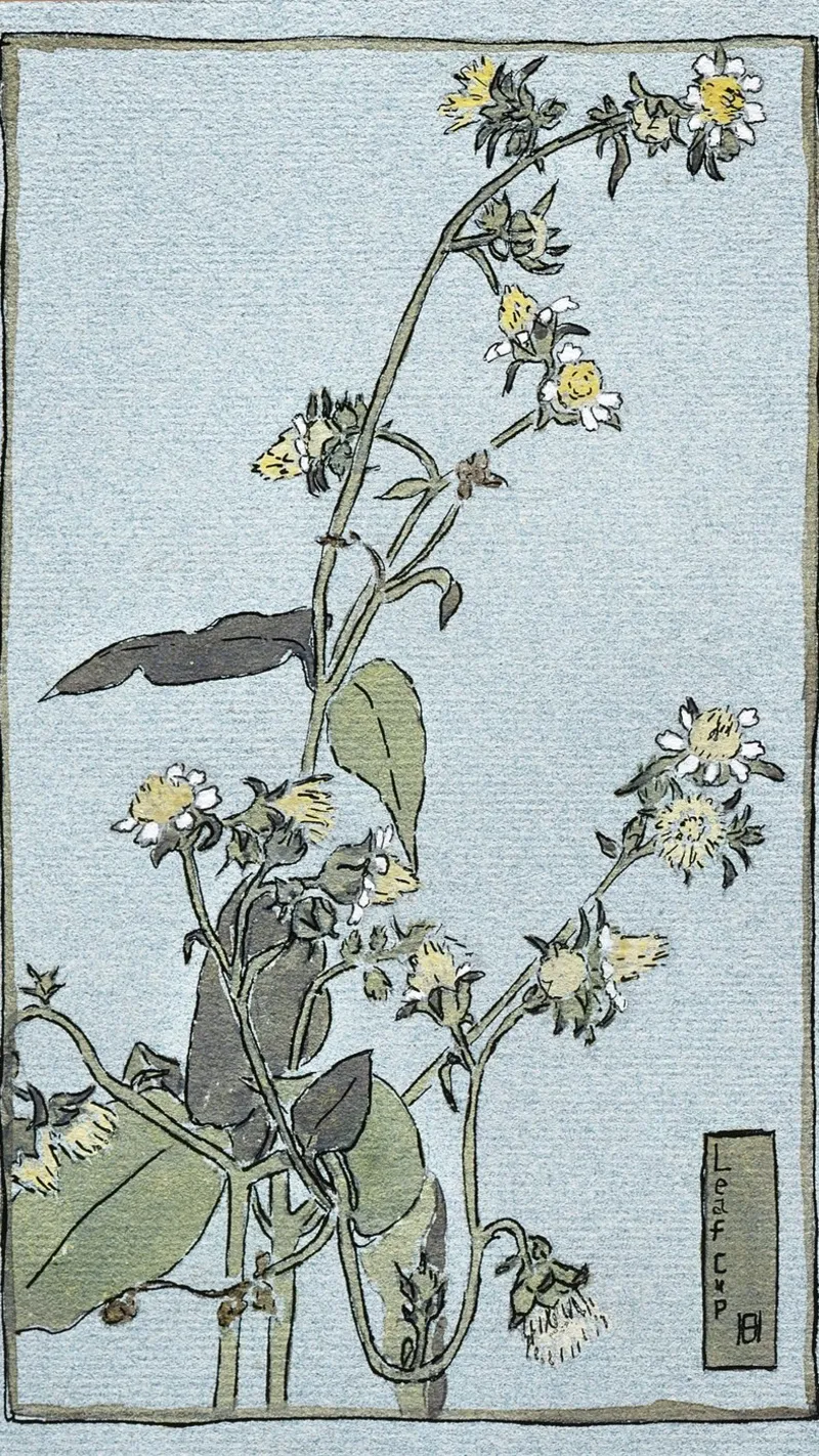 Hannah Overbeck: Coppa di foglie - Arti e Mestieri Botanici (1915) poster da ClubArt