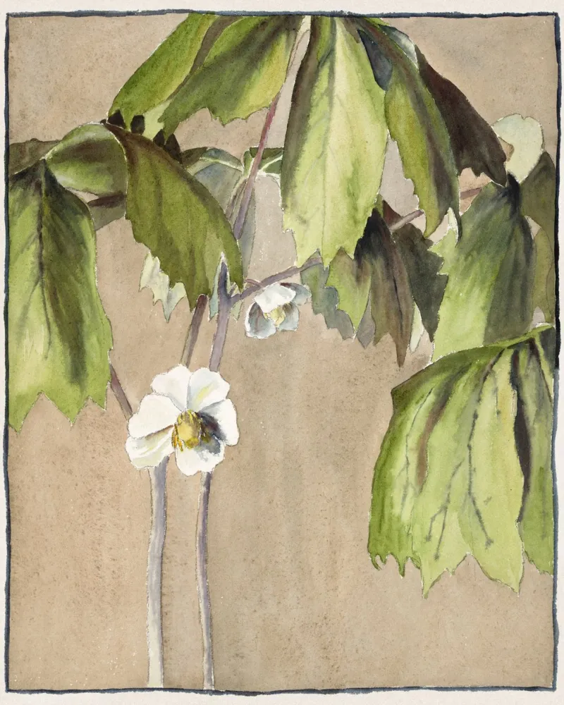 Hannah Overbeck: Maiapfel - Kunsthandwerkliche Botanik (1915) Poster von ClubArt