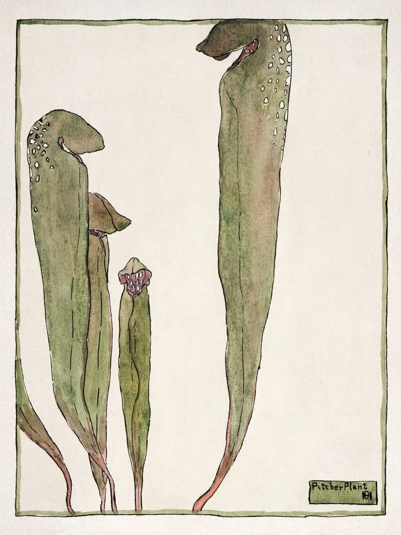 Hannah Overbeck: Pianta brocca - Arti e Mestieri Botanici (19 poster da ClubArt