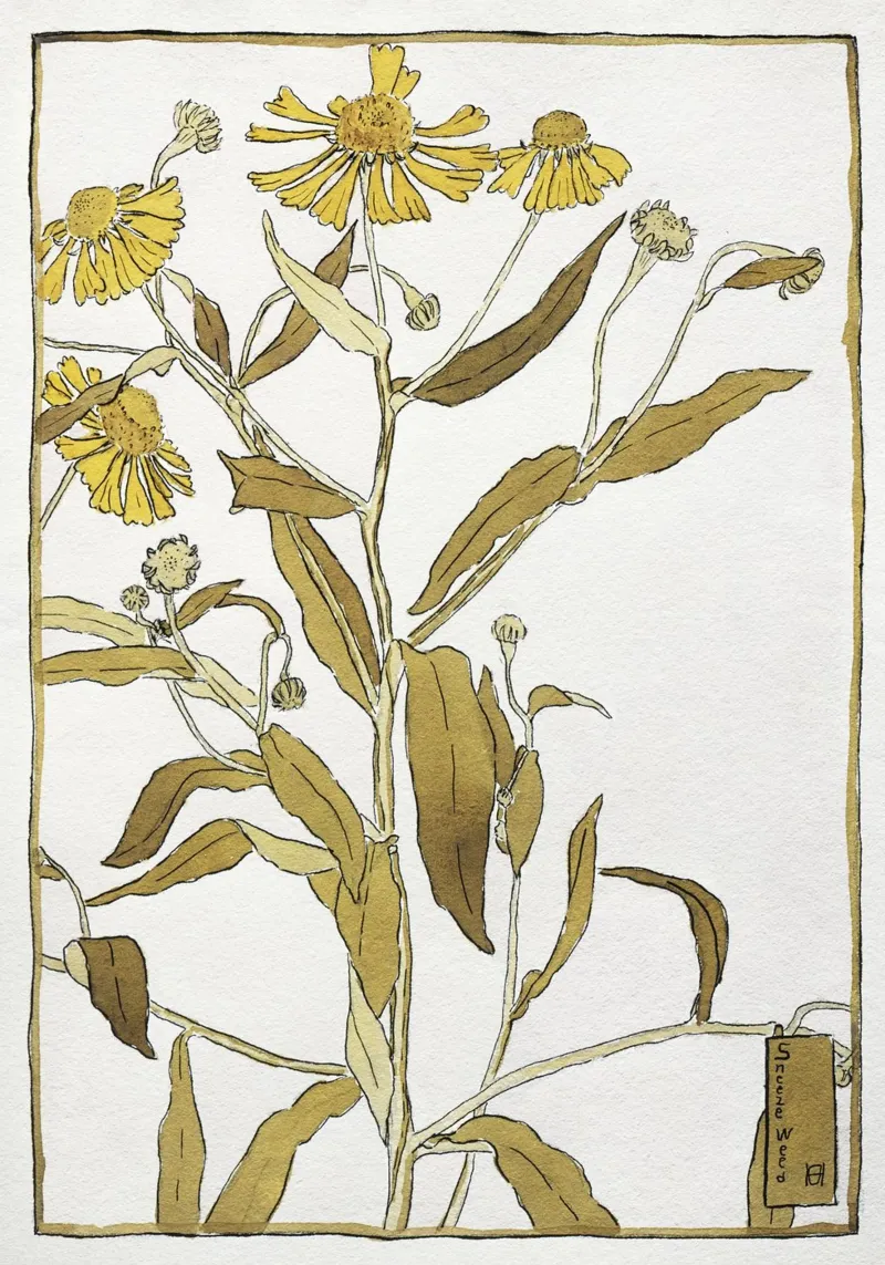 Hannah Overbeck: Nieswurz - Kunsthandwerkliche Botanik (1915) Leinwand mit Schattenfugenrahmen von ClubArt
