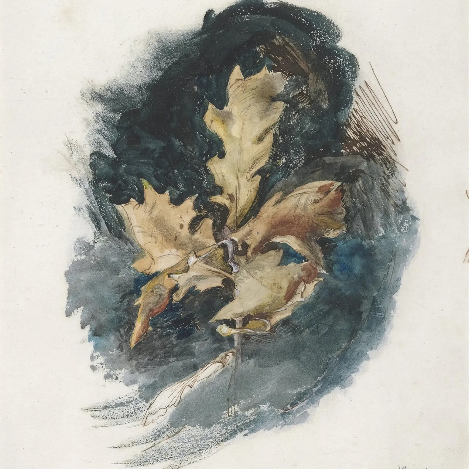 J. Ruskin: Studio di una foglia di quercia - Arte botanica vittoriana poster da ClubArt
