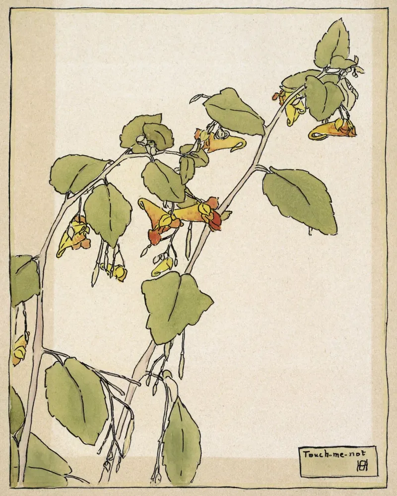 Hannah Overbeck: Touch-Me-Not - Arti e Mestieri Botanici (191 poster da ClubArt