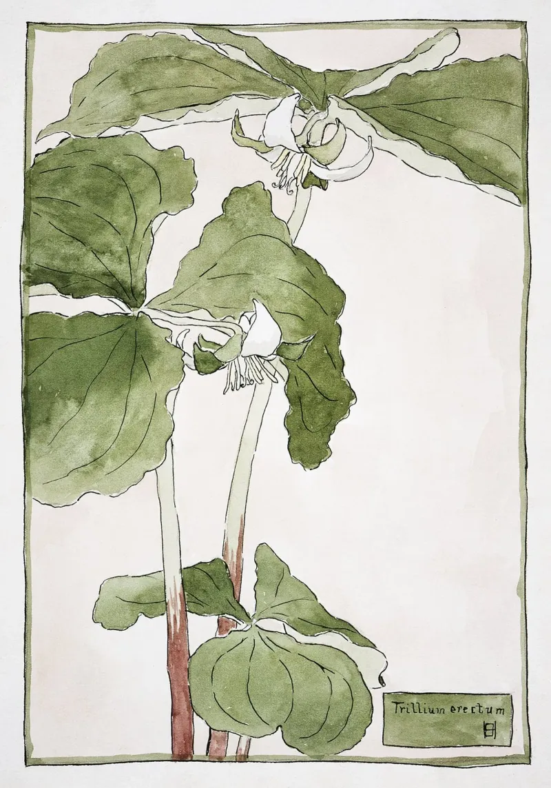 Hannah Overbeck: Trillium Erectum - Arti e Mestieri Botanici poster da ClubArt