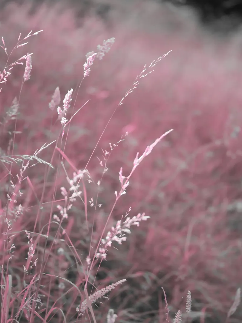 Erbe color pastello su un prato estivo come dipinto a olio pellicola backlit da Something for you